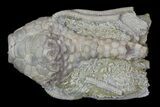 Bargain, Macrocrinus Crinoid Fossil - Crawfordsville, Indiana #68498-1